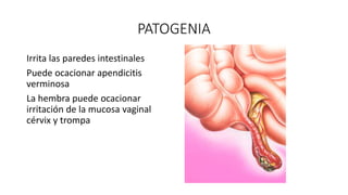 PATOGENIA
Irrita las paredes intestinales
Puede ocacionar apendicitis
verminosa
La hembra puede ocacionar
irritación de la mucosa vaginal
cérvix y trompa
 