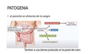 PATOGENIA
• el parasito se alimenta de la sangre
Tambien a una diarrea producido en la pared del colon
 