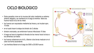 CICLO BIOLOGICO
• Estos parasitos viven en la mucosa del colon mediante su extremo
anterior delgado y se mantiene en el ciego la hembra libera los
huevos hacia la luz de los intest.
• los huevos son expulsados mediante las heces y se incuban aprx.
10 días
• en el suelo hacen la etapa de división de 2 células
• division avanzada y se embrionan huevos infecciosos 10 dias
• 4 luego se hace la ingestios la llevada de las manos hacia la boca o
los alimentos con tieera
• los huevos oclasionan en el idl. y liberan a las larvas maduran en el
colon de forma ascendente
• Las hembras liberan en el ciego de 3000 a 20.000 huevos
 