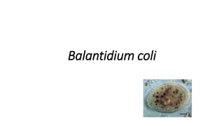 Balantidium coli
 
