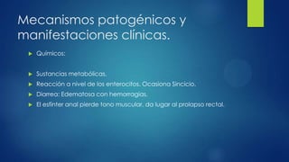Mecanismos patogénicos y
manifestaciones clínicas.
 Químicos:
 Sustancias metabólicas.
 Reacción a nivel de los enterocitos. Ocasiona Sincicio.
 Diarrea: Edematosa con hemorragias.
 El esfínter anal pierde tono muscular, da lugar al prolapso rectal.
 