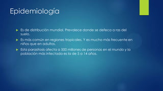 Epidemiología
 Es de distribución mundial. Prevalece donde se defeca a ras del
suelo.
 Es más común en regiones tropicales. Y es mucho más frecuente en
niños que en adultos.
 Esta parasitosis afecta a 500 millones de personas en el mundo y la
población más infectada es la de 5 a 14 años.
 