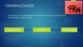GENERALIDADES
La trichuriosis o tricefalosis es una parasitosis intestinal, que infecta al
intestino grueso del humano.
Trichuris trichuria Geohelminto Geohelmintiasis
 