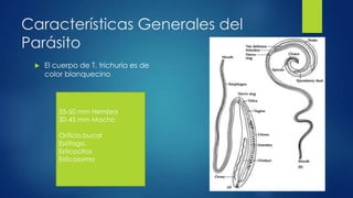 Características Generales del
Parásito
 El cuerpo de T. trichuria es de
color blanquecino
35-50 mm Hembra
30-45 mm Macho
Orificio bucal
Esófago.
Esticocitos
Esticosoma
 
