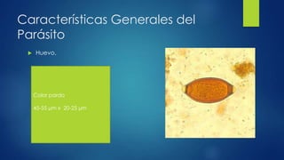 Características Generales del
Parásito
 Huevo.
Color pardo
45-55 µm x 20-25 µm
 