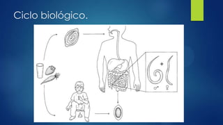 Ciclo biológico.
 