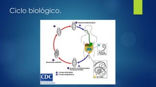 Ciclo biológico.
 