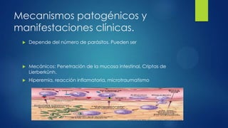 Mecanismos patogénicos y
manifestaciones clínicas.
 Depende del número de parásitos. Pueden ser
 Mecánicos: Penetración de la mucosa intestinal, Criptas de
Lierberkünh.
 Hiperemia, reacción inflamatoria, microtraumatismo
 