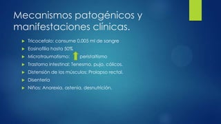 Mecanismos patogénicos y
manifestaciones clínicas.
 Tricocefalo: consume 0.005 ml de sangre
 Eosinofilia hasta 50%
 Microtraumatismo: peristaltismo
 Trastorno intestinal: Tenesmo, pujo, cólicos.
 Distensión de los músculos: Prolapso rectal.
 Disentería
 Niños: Anorexia, astenia, desnutrición.
 
