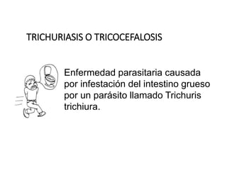 Enfermedad parasitaria causada
por infestación del intestino grueso
por un parásito llamado Trichuris
trichiura.
TRICHURIASIS O TRICOCEFALOSIS
 