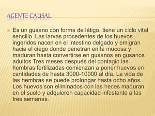 AGENTE CAUSAL
 Es un gusano con forma de látigo, tiene un ciclo vital
sencillo .Las larvas procedentes de los huevos
ingeridos nacen en el intestino delgado y emigran
hacia el ciego donde penetran en la mucosa y
maduran hasta convertirse en gusanos en gusanos
adultos Tres meses después del contagio las
hembras fertilizadas comienzan a poner huevos en
cantidades de hasta 3000-10000 al día. La vida de
las hembras se puede prolongar hasta ocho años.
Los huevos son eliminados con las heces maduran
en el suelo y adquieren capacidad infestante a las
tres semanas.
 