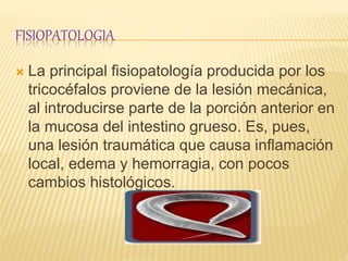 FISIOPATOLOGIA
 La principal fisiopatología producida por los
tricocéfalos proviene de la lesión mecánica,
al introducirse parte de la porción anterior en
la mucosa del intestino grueso. Es, pues,
una lesión traumática que causa inflamación
local, edema y hemorragia, con pocos
cambios histológicos.
 