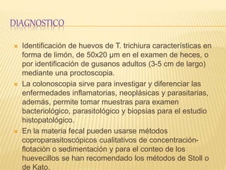 DIAGNOSTICO
 Identificación de huevos de T. trichiura características en
forma de limón, de 50x20 µm en el examen de heces, o
por identificación de gusanos adultos (3-5 cm de largo)
mediante una proctoscopia.
 La colonoscopia sirve para investigar y diferenciar las
enfermedades inflamatorias, neoplásicas y parasitarias,
además, permite tomar muestras para examen
bacteriológico, parasitológico y biopsias para el estudio
histopatológico.
 En la materia fecal pueden usarse métodos
coproparasitoscópicos cualitativos de concentración-
flotación o sedimentación y para el conteo de los
huevecillos se han recomendado los métodos de Stoll o
de Kato.
 