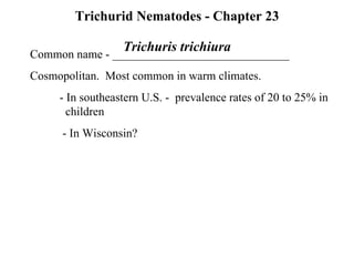 Trichurid Nematodes - Chapter 23 Trichuris trichiura Common name - ______________________________ Cosmopolitan.  Most common in warm climates. - In southeastern U.S. -  prevalence rates of 20 to 25% in  children - In Wisconsin?  