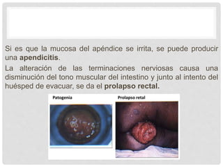 Si es que la mucosa del apéndice se irrita, se puede producir
una apendicitis.
La alteración de las terminaciones nerviosas causa una
disminución del tono muscular del intestino y junto al intento del
huésped de evacuar, se da el prolapso rectal.
 