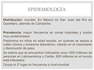 EPIDEMIOLOGÍA
Distribución: mundial. En México en San Juan del Río en
Querétaro, además de Campeche.
Prevalencia: mayor frecuencia en zonas tropicales y suelos
muy contaminados.
Predomina en niños en edad escolar, en quienes se asocia a
colitis crónica y síndrome disentérico, retardo en el crecimiento
y disminución de peso.
Se estima que se encuentran infectados unos 1000 millones de
personas en Latinoamérica y Caribe. 800 millones en el mundo
está infectados.
Ocupa el 3º lugar en frecuencia a nivel mundial.
 