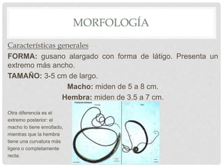 MORFOLOGÍA
Características generales
FORMA: gusano alargado con forma de látigo. Presenta un
extremo más ancho.
TAMAÑO: 3-5 cm de largo.
Macho: miden de 5 a 8 cm.
Hembra: miden de 3.5 a 7 cm.
Otra diferencia es el
extremo posterior: el
macho lo tiene enrollado,
mientras que la hembra
tiene una curvatura más
ligera o completamente
recta.
 