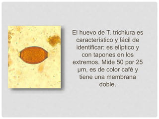 El huevo de T. trichiura es
característico y fácil de
identificar: es elíptico y
con tapones en los
extremos. Mide 50 por 25
µm, es de color café y
tiene una membrana
doble.
 