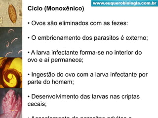 Ciclo (Monoxênico)
• Ovos são eliminados com as fezes:
• O embrionamento dos parasitos é externo;
• A larva infectante forma-se no interior do
ovo e aí permanece;
• Ingestão do ovo com a larva infectante por
parte do homem;
• Desenvolvimento das larvas nas criptas
cecais;
www.euquerobiologia.com.br
 