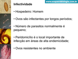 Infectividade
• Hospedeiro: Homem
• Ovos são infectantes por longos períodos;
• Número de parasitos normalmente é
pequeno;
• Peridomicílio é o local importante de
infecção em áreas de alta endemicidade;
• Ovos resistentes no ambiente
www.euquerobiologia.com.br
 