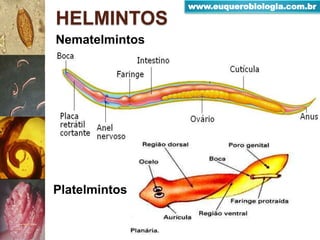 HELMINTOS
Nematelmintos
Platelmintos
www.euquerobiologia.com.br
 