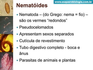Nematóides
 Nematoda – (do Grego: nema = fio) –
são os vermes “redondos”
 Pseudocelomados
 Apresentam sexos separados
 Cutícula de revestimento
 Tubo digestivo completo - boca e
ânus
 Parasitas de animais e plantas
www.euquerobiologia.com.br
 