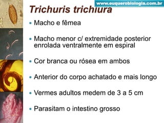  Macho e fêmea
 Macho menor c/ extremidade posterior
enrolada ventralmente em espiral
 Cor branca ou rósea em ambos
 Anterior do corpo achatado e mais longo
 Vermes adultos medem de 3 a 5 cm
 Parasitam o intestino grosso
Trichuris trichiura
www.euquerobiologia.com.br
 