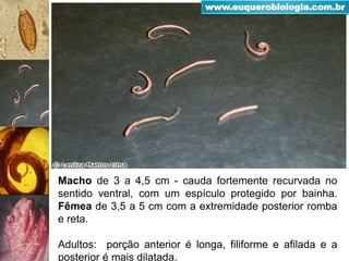 Macho de 3 a 4,5 cm - cauda fortemente recurvada no
sentido ventral, com um espículo protegido por bainha.
Fêmea de 3,5 a 5 cm com a extremidade posterior romba
e reta.
Adultos: porção anterior é longa, filiforme e afilada e a
posterior é mais dilatada.
www.euquerobiologia.com.br
 