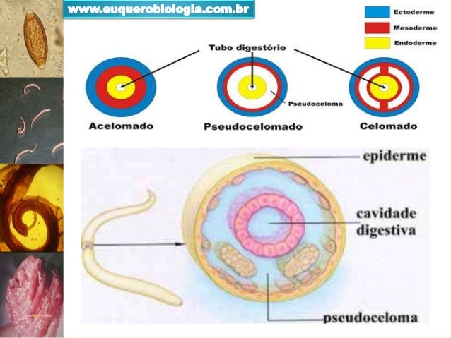 CDC - Trichuriasis - Biology