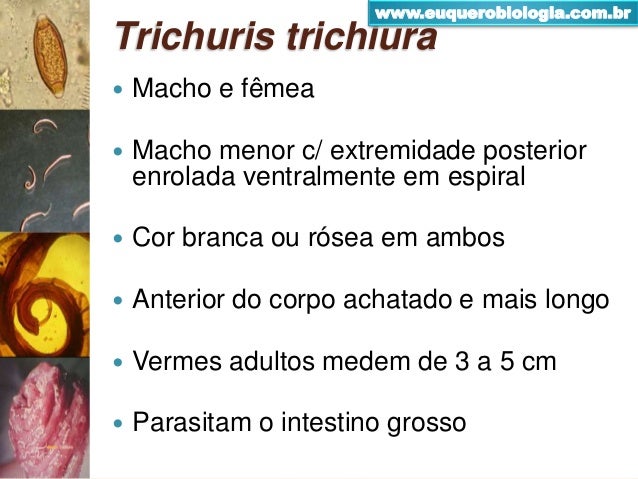Taksonomi Trichuris trichiura