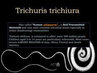 Trichuris trichiura
Also called “human whipworm” , a Soil-Transmitted
Helminth and next most common intestinal worm especially in
urban disadvantage communities
Trichuris trichiura is estimated to affect some 500 million people.
Children aged 5 to 14 years are particullary vulnerable. Most cases
occurs inMOIST REGIONS of Asia, Africa, Central and South
America
 
