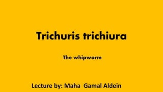 Trichuris trichiura
The whipworm
Lecture by: Maha Gamal Aldein
 