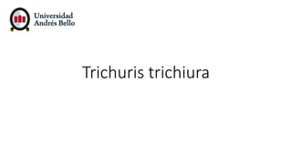 Trichuris trichiura
 