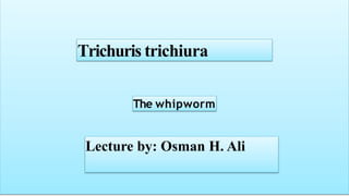 Trichuris trichiura
The whipworm
Lecture by: Osman H. Ali
 