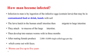 10
How man become infected?
• Infection to man is by ingestion of the infective eggs (contain larva) that may be in
contaminated food or drink, hands with soil
• The larva hatch in the human small intestine then migrate to large intestine
• They attach to mucosa of the large intestine.
• Then develop into mature worms with in three months
• After mating female produce 2,000–10,000 single-celled eggs per day
• which come out with feces.
• Worms can live up to five years
 