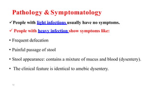 12
Pathology & Symptomatology
People with light infections usually have no symptoms.
 People with heavy infection show symptoms like:
• Frequent defecation
• Painful passage of stool
• Stool appearance: contains a mixture of mucus and blood (dysentery).
• The clinical feature is identical to amebic dysentery.
 