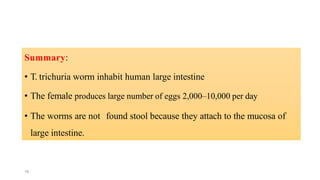 Summary:
• T. trichuria worm inhabit human large intestine
• The female produces large number of eggs 2,000–10,000 per day
• The worms are not found stool because they attach to the mucosa of
large intestine.
16
 