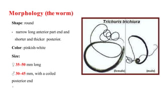 Morphology (the worm)
Shape: round
• narrow long anterior part end and
shorter and thicker posterior.
Color: pinkish-white
Size:
♀ 35–50 mm long
♂ 30–45 mm, with a coiled
posterior end
6
 