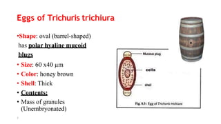 Eggs of Trichuris trichiura
•Shape: oval (barrel-shaped)
has polar hyaline mucoid
blugs
• Size: 60 x40 µm
• Color: honey brown
• Shell: Thick
• Contents:
• Mass of granules
(Unembryonated)
7
 
