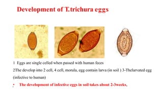 Development of T.trichura eggs
1 Eggs are single celled when passed with human feces
2The develop into 2 cell, 4 cell, morula, egg contain larva (in soil ) 3-Thelarvated egg
(infective to human)
• The development of infective eggs in soil takes about 2-3weeks,
9
 