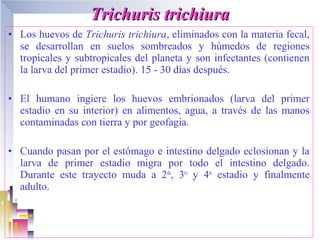 Trichuris trichiura
• Los huevos de Trichuris trichiura, eliminados con la materia fecal,
  se desarrollan en suelos sombreados y húmedos de regiones
  tropicales y subtropicales del planeta y son infectantes (contienen
  la larva del primer estadio). 15 - 30 días después.

• El humano ingiere los huevos embrionados (larva del primer
  estadio en su interior) en alimentos, agua, a través de las manos
  contaminadas con tierra y por geofagia.

• Cuando pasan por el estómago e intestino delgado eclosionan y la
  larva de primer estadio migra por todo el intestino delgado.
  Durante este trayecto muda a 2do, 3ro y 4to estadio y finalmente
  adulto.
 