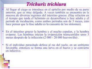 Trichuris trichiura
• Al llegar al ciego se introduce en el epitelio por medio de su parte
  anterior, que es muy delgada. A veces también se encuentra en la
  mucosa de diversas regiones del intestino grueso. (Hay relación en
  el tiempo que tarda el helminto en desarrollarse a fase adulta y el
  período de incubación, como ambos períodos son de 3 meses, esto
  hace pensar que la fase adulta es la causante de los síntomas).

• En el intestino grueso la hembra y el macho copulan, y la hembra
  ovipone. Las hembras inician la oviposición transcurridos unos 3
  meses después de la infección (2 000 - 20 000 huevos/día) .

• Si el individuo parasitado defeca al ras del suelo, en un ambiente
  favorable, entonces se forma una larva en el huevo y se convierte
  en infectivo.
 