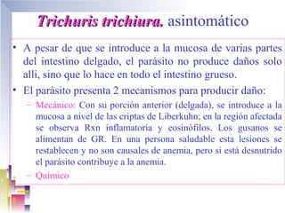 Trichuris trichiura. asintomático
• A pesar de que se introduce a la mucosa de varias partes
  del intestino delgado, el parásito no produce daños solo
  alli, sino que lo hace en todo el intestino grueso.
• El parásito presenta 2 mecanismos para producir daño:
   – Mecánico: Con su porción anterior (delgada), se introduce a la
     mucosa a nivel de las criptas de Liberkuhn; en la región afectada
     se observa Rxn inflamatoria y eosinófilos. Los gusanos se
     alimentan de GR. En una persona saludable esta lesiones se
     restablecen y no son causales de anemia, pero si está desnutrido
     el parásito contribuye a la anemia.
   – Químico
 