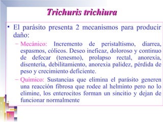 Trichuris trichiura
• El parásito presenta 2 mecanismos para producir
  daño:
  – Mecánico: Incremento de peristaltismo, diarrea,
    espasmos, cólicos. Deseo ineficaz, doloroso y continuo
    de defecar (tenesmo), prolapso rectal, anorexia,
    disentería, debilitamiento, anorexia palidez, pérdida de
    peso y crecimiento deficiente.
  – Químico: Sustancias que elimina el parásito generen
    una reacción fibrosa que rodee al helminto pero no lo
    elimine, los enterocitos forman un sincitio y dejan de
    funcionar normalmente
 