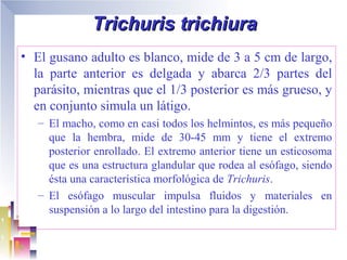 Trichuris trichiura
• El gusano adulto es blanco, mide de 3 a 5 cm de largo,
  la parte anterior es delgada y abarca 2/3 partes del
  parásito, mientras que el 1/3 posterior es más grueso, y
  en conjunto simula un látigo.
   – El macho, como en casi todos los helmintos, es más pequeño
     que la hembra, mide de 30-45 mm y tiene el extremo
     posterior enrollado. El extremo anterior tiene un esticosoma
     que es una estructura glandular que rodea al esófago, siendo
     ésta una característica morfológica de Trichuris.
   – El esófago muscular impulsa fluidos y materiales en
     suspensión a lo largo del intestino para la digestión.
 