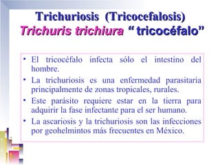 Trichuriosis (Tricocefalosis)
Trichuris trichiura “ tricocéfalo”

• El tricocéfalo infecta sólo el intestino del
  hombre.
• La trichuriosis es una enfermedad parasitaria
  principalmente de zonas tropicales, rurales.
• Este parásito requiere estar en la tierra para
  adquirir la fase infectante para el ser humano.
• La ascariosis y la trichuriosis son las infecciones
  por geohelmintos más frecuentes en México.
 