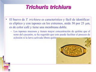 Trichuris trichiura

• El huevo de T. trichiura es característico y fácil de identificar:
  es elíptico y con tapones en los extremos, mide 50 por 25 μm,
  es de color café y tiene una membrana doble.
   – Los tapones mucosos y tienen mayor concentración de quitina que el
     resto del cascarón, se ha sugerido que esto puede facilitar el proceso de
     eclosión si la larva activada libera quitinasa.
 