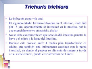 Trichuris trichiura

• La infección es por vía oral.
• El segundo estadio larvario eclosiona en el intestino, mide 260
  por 15 μm, aparentemente se introduce en la mucosa, por lo
  que esencialmente es un parásito tisular.
• No se sabe exactamente en que sección del intestino penetra la
  larva o si migra a lo largo del intestino.
• Durante este proceso sufre 4 mudas para transformarse en
  adulto, que también está íntimamente asociado con la pared
  intestinal, en donde al parecer se alimenta de sangre a través
  de su estilete bucal, puede vivir alrededor de 3 años..
 