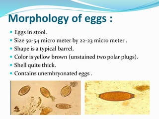 Morphology of eggs :
 Eggs in stool.
 Size 50-54 micro meter by 22-23 micro meter .
 Shape is a typical barrel.
 Color is yellow brown (unstained two polar plugs).
 Shell quite thick.
 Contains unembryonated eggs .
 