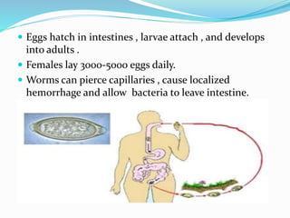  Eggs hatch in intestines , larvae attach , and develops
into adults .
 Females lay 3000-5000 eggs daily.
 Worms can pierce capillaries , cause localized
hemorrhage and allow bacteria to leave intestine.
 